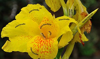 Las cannáceas (achiras) poseen 4 estaminodios petaloideos y un estambre fértil petaloideo, el estambre fértil posee una única teca fértil alargada visible en el centro de la foto (a su lado se ve el estilo, también petaloideo, más pequeño que los estaminodios). (Según Judd et al. 2007[6]​ el estambre fértil está adnato a un estaminodio petaloideo, por lo que son dos piezas fusionadas -connadas-) Los tépalos son robustos y no petaloideos. El sector del androceo es asimétrico.