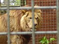 포트 림픈 동물원(en)의 사자, 2007년