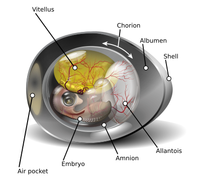 Diagram of a chicken egg in its ninth day of incubation showing all four extraembryonic membranes along with the embryo, the air pocket, and the shell (created and nominated by KDS4444)