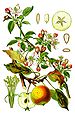 Ilustration of an apple (Malus domestica)