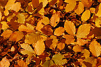 Herfstbladeren aan de boom