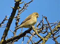 Corbatita hembra (Sporophila caerulescens), Uruguay, 2022.jpg