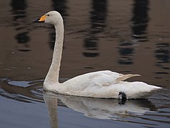 Sangsvane i Uleåborg.