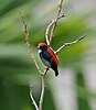 Scarlet-backed Flowerpecker