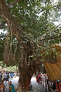 Ficus benghalensis à Bénarès (3).jpg