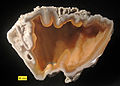 Coral (Oligoceno-Mioceno), Florida, Estados Unidos. Un ejemplo de preservación por sustitución por ágata