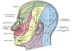 Oblast působnosti trojklaného nervu: zelené, červené a žluté části hlavy jsou inervovány oftalmickou, maxilární a mandibulární větví trojklaného nervu. Gray's Anatomy, 1918