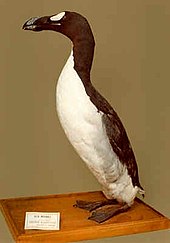 Grand Pingouin adulte empaillé et placé sur un bloc de bois, regardant vers la gauche.