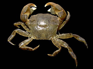 Hemigrapsus takanoi