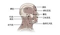 頭部與頸部的肌肉示意圖
