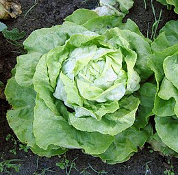 A kerti saláta egyik gyakran termesztett változata a fejes saláta
