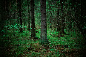 Forest in Kuopio, Finland