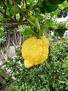 Citron or hybrid in Sicily