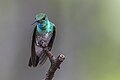 Image 34The mangrove hummingbird is endemic to Costa Rica and specializes in feeding from the tea mangrove plant with its uniquely shaped beak. (from Wildlife of Costa Rica)