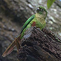 Maroon-bellied parakeet (Pyrrhura frontalis)