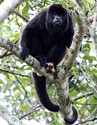 Mono aullador o Saraguato (Alouatta palliata)