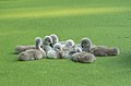 Image 89Mute swan cygnet pontoon on a duckweed-covered pond