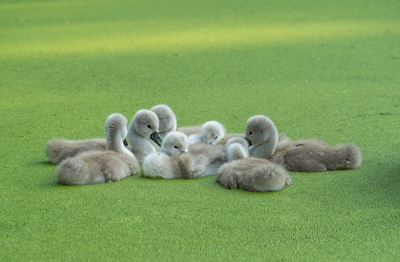 Cygnets on duckweed-covered pond