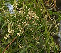 Miniatura para Azadirachta indica