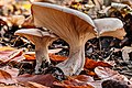 (Clitocybe nebularis).