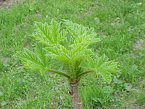 Description de l'image Oplopanax horridus0.jpg.