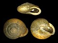 The polygyrid land snail Patera perigraptus, collected in northern Florida.