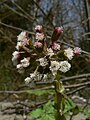 Petasites frigidus