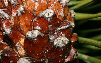 Pine cone