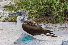 Piquero patiazul (Sula nebouxii), isla Lobos, islas Galápagos, Ecuador, 2015-07-25, DD 60.JPG