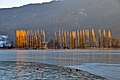 English: Poplar trees on the Blumeninsel ("Flower Island") Deutsch: Pappeln auf der Blumeninsel