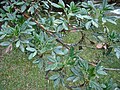 Polylepis racemosa, Waskaran mamallaqta parki, Piruw