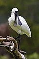 Karališkoji girnovė (Platalea regia)