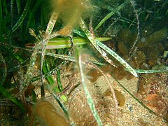 Siphonognathus radiatus