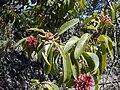 Santalum freycinetianum (Santalales, Santalaceae)