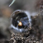 Stylops melittae (Stylopidae) dişi şekillendirici arı Andrena vaga, sefalotoraksını açığa çıkarıyor