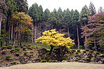 Grass, stones and a forest.