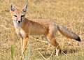 Swift fox