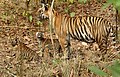 Τίγρη με μωρά στο καταφύγιο τίγρης Κάνχα