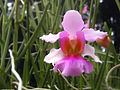 Vanda Miss Joaquim, a flor nacional de Singapura