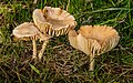 Weidekringzwam (Marasmius oreades).