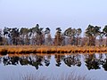 Lunsveen (boswachterij Gieten-Borger)