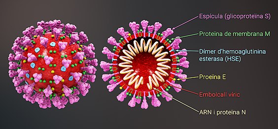 Estructura tridimensional del virus i els seus components.