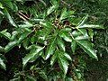 Listi mandžurskega javorja (Acer ginnala)