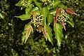 Foliage and flower buds