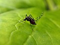 Image 31Aedes aegypti on leaf