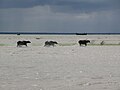 メグナ川風景、2008年4月撮影