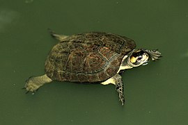 Black Pond turtle david Raju.jpg