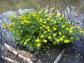 Caltha palustris