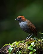 Chestnut-naped Antpitta.jpg