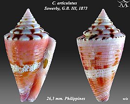 Conus articulatus